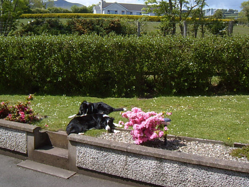 Bed and Breakfast Garron View à Cushendall Extérieur photo