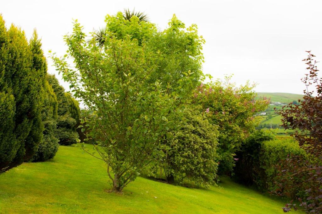 Bed and Breakfast Garron View à Cushendall Extérieur photo